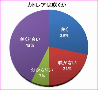 カトレアは