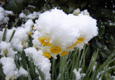 水仙と雪