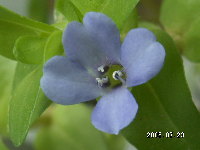 water bacopa