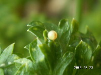 egg