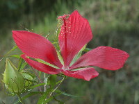 red flower