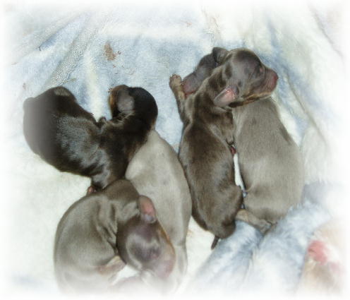 ミニーベイビー☆