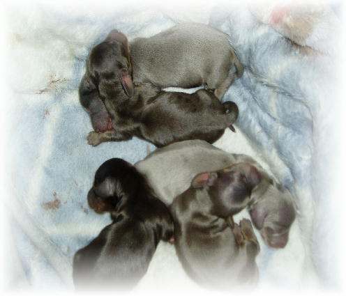 ミニーベイビー☆★