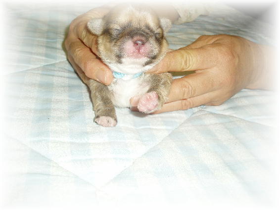 レミベイビー１２，２９