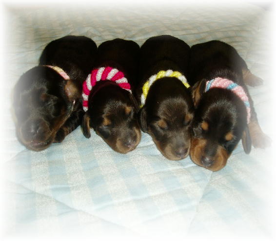 メロベイビー１２，２７です