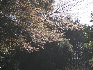 山桜