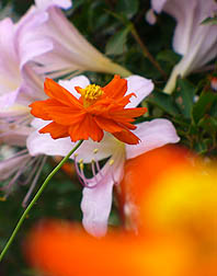 キバナコスモス？