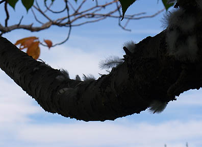 ウミネコ若様の名残
