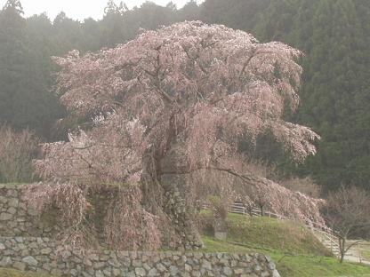 2006040803