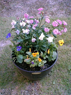 寄せ植え２