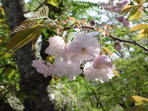 平野神社　桜２