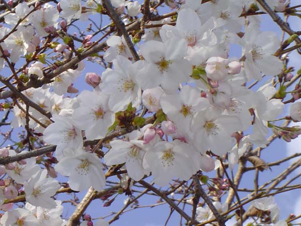 平野神社　白い桜2