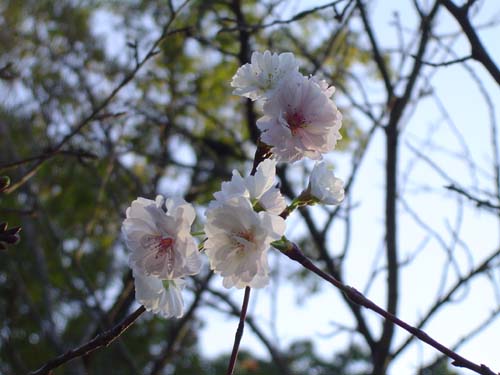 仁 和 寺の秋の桜