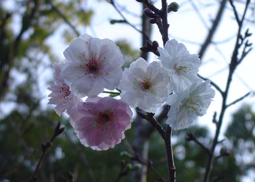 仁和寺　季節はずれの桜