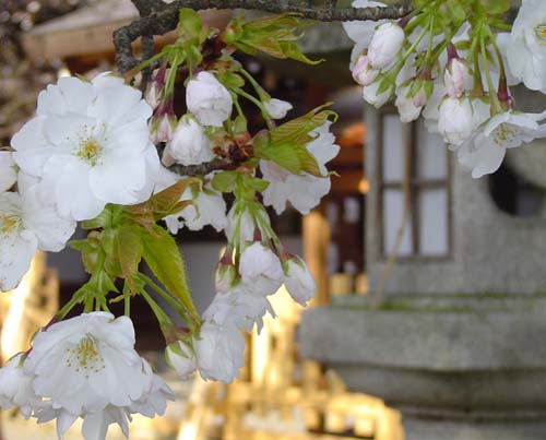 平野神社　白い桜