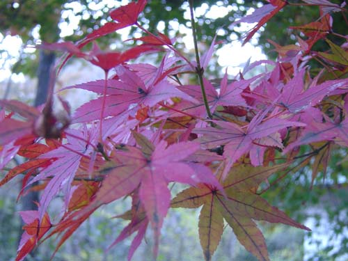 嵐山紅葉.jpg