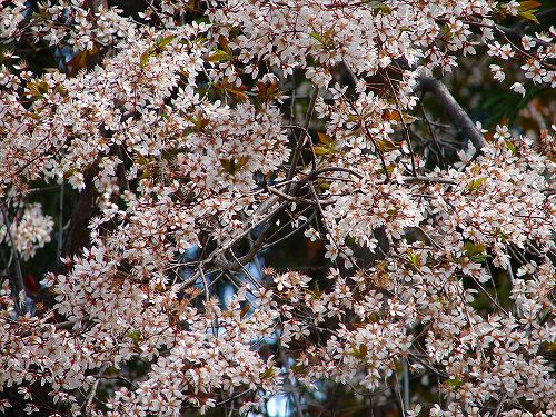 Apr 03 花の谷　桜.jpg