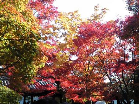 東福寺　紅葉