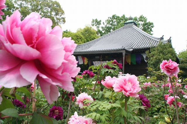 乙訓寺 ボタン