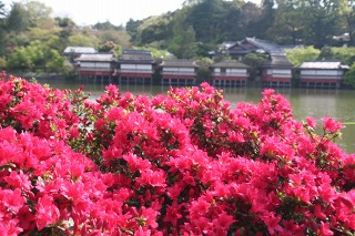 長岡天満宮 霧島ツツジ