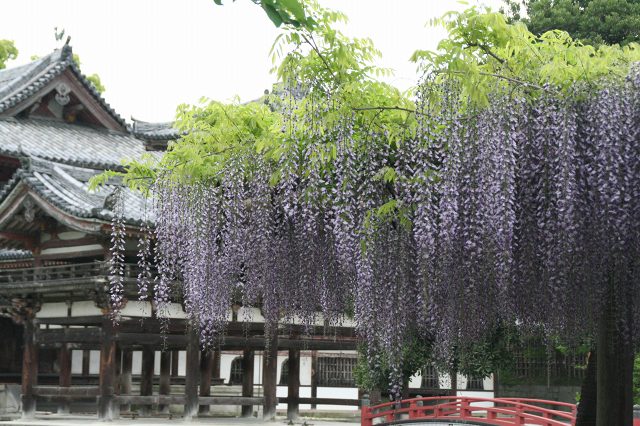 平等院 藤