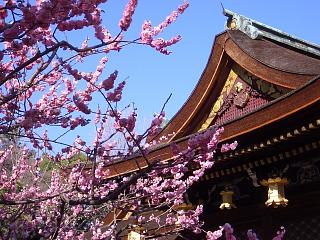 北野天満宮 梅