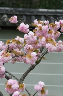 仁和寺 八重桜