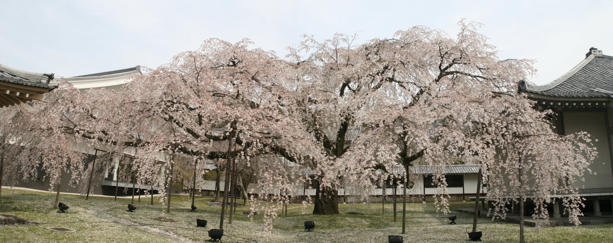 桜 醍醐寺