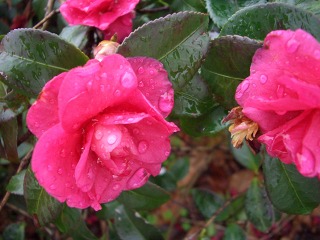 公園椿 雨