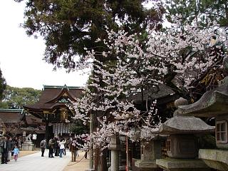 北野天満宮梅