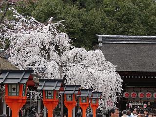 平野神社 魁桜