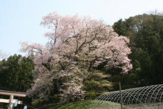 吉良 エドヒガンザクラ