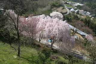 吉良の近くの枝垂桜