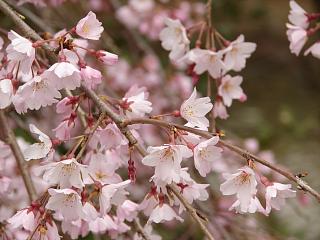 円山公園桜