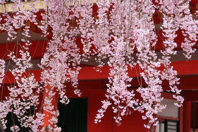 平安神宮 八重紅枝垂桜