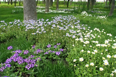 花・彩・祭おおさか２００６ 華の風景林