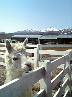 アルパカ１.jpg