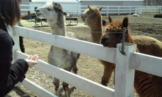 アルパカ５.jpg