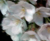 桜３.jpg