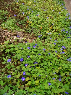 空き地の原朝ちゃん？