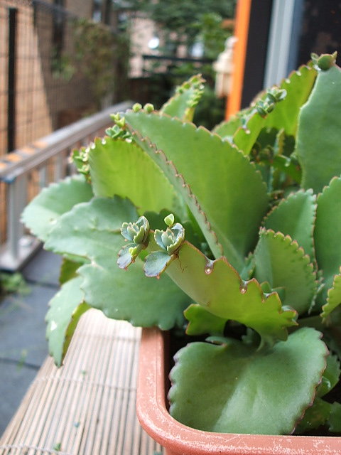 2007/10/1　子宝草の子株から子株がっ！