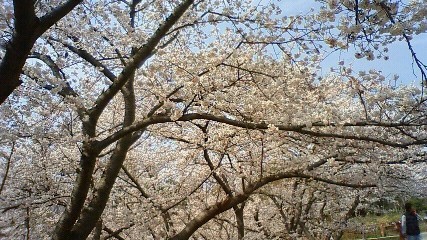 sakura2008.jpg