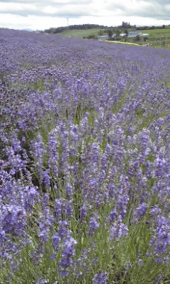 ラベンダ－１