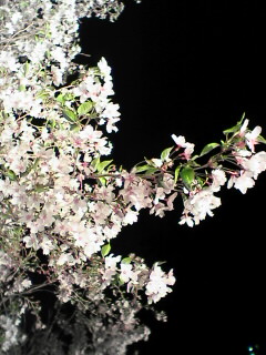 夜桜２