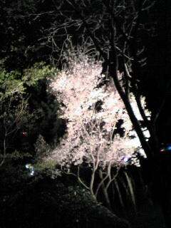 夜桜３