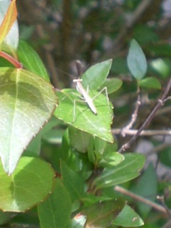 カマキリ