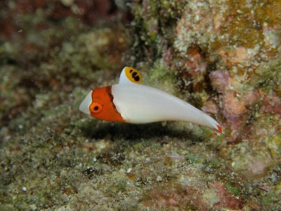 イロブダイの幼魚