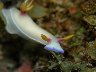 ゾウゲイロウミウシ