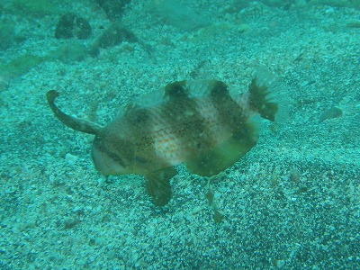 ホシテンスの幼魚