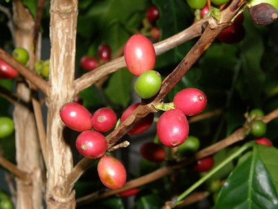 コーヒー博物館2